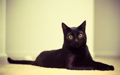 A cat stretches out on pale carpet with its front paws forward and tail curled behind, yellow eyes fixed on the camera against a soft green wall.