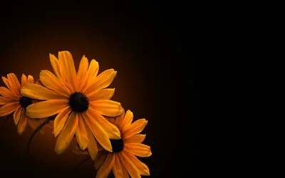 Three black-eyed blooms crowd the lower left with dew on their petals, a soft brown glow fading out across the empty right side.