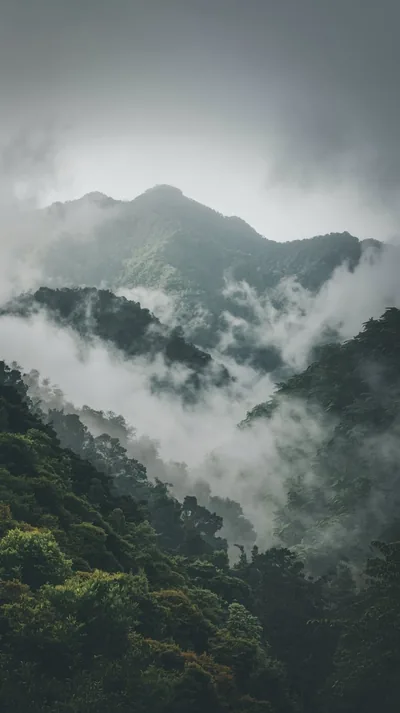 Layers of rainforest ridgeline fade into grey mist toward the top of this tall frame, the darkest foliage pooling along the bottom edge.