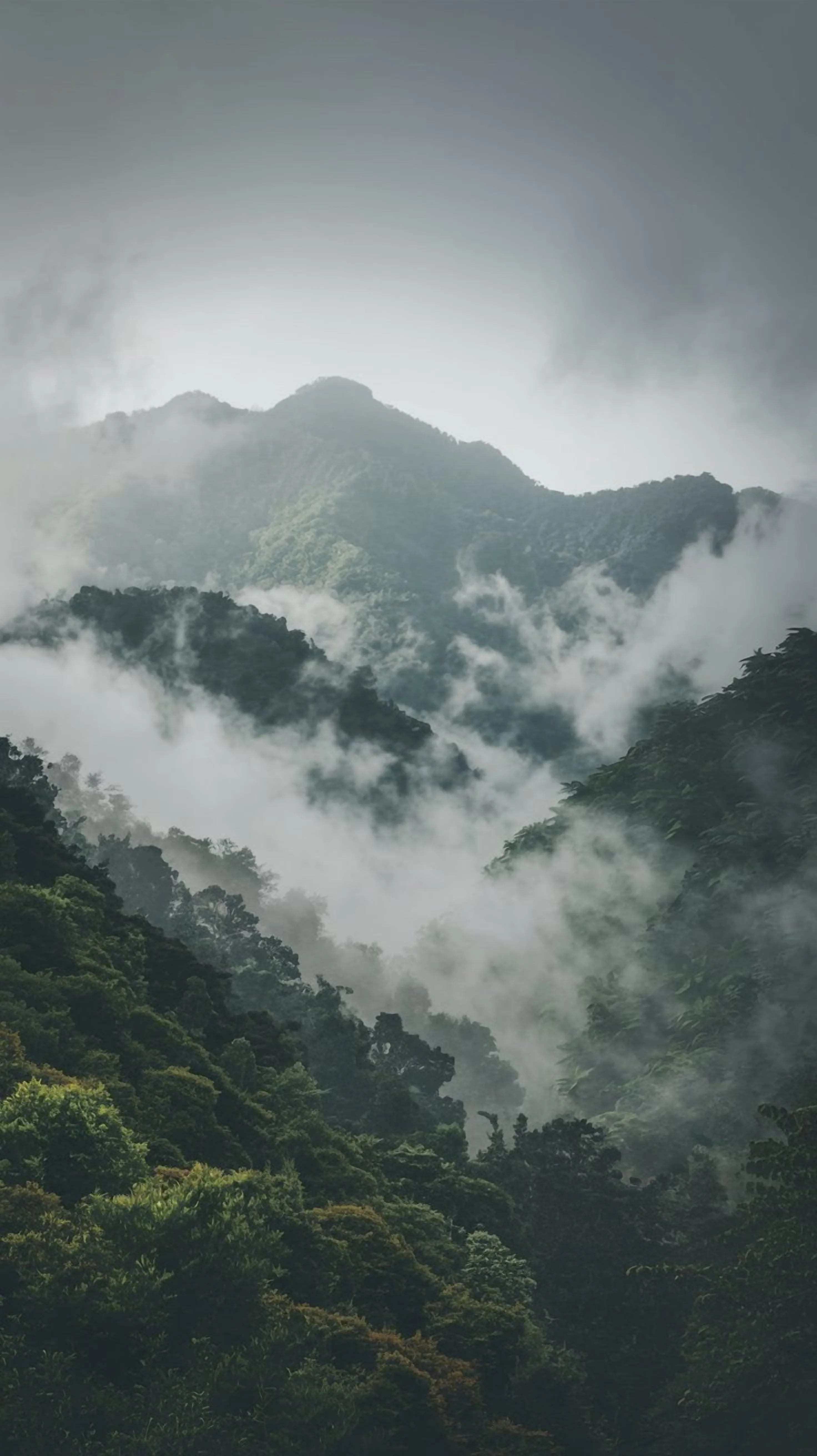 Layers of rainforest ridgeline fade into grey mist toward the top of this tall frame, the darkest foliage pooling along the bottom edge.