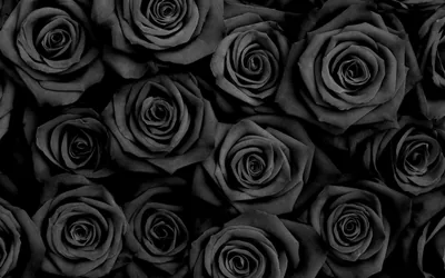 A dense bed of charcoal roses packed edge to edge, each spiral centre catching just enough light to separate from the next.