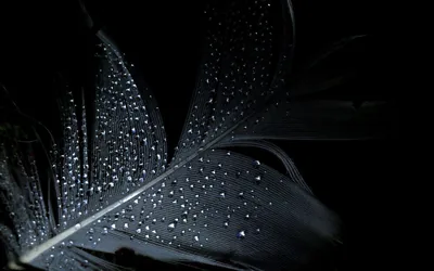 Rain beads across the vanes of a dark feather, the shaft running from the lower left to the top right corner.