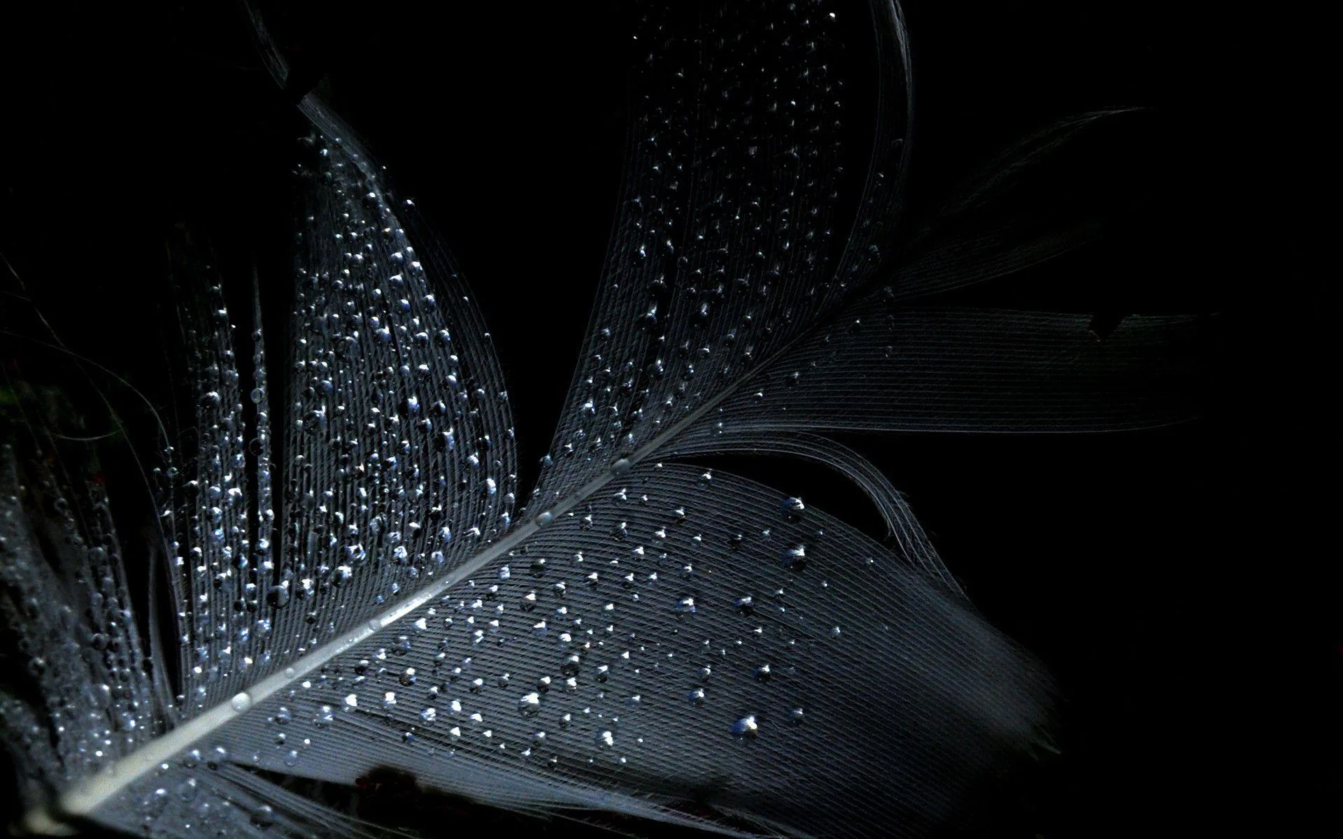 Rain beads across the vanes of a dark feather, the shaft running from the lower left to the top right corner.