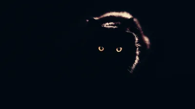 Only the outline of an ear, a cheek and two amber eyes catch the light — the rest of the cat stays invisible.