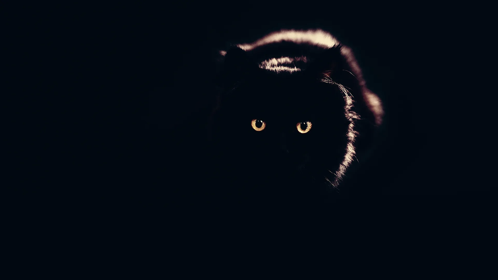 Only the outline of an ear, a cheek and two amber eyes catch the light — the rest of the cat stays invisible.