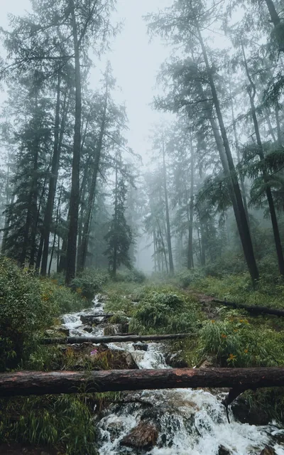 A whitewater stream tumbles over rocks and a fallen log beneath fog-wrapped conifers, this portrait crop leaving the pale misty sky clear for a clock.