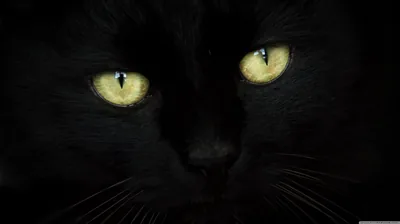 A softly painted black cat looks straight ahead, golden eyes bright and whiskers drawn as thin white strokes across the dark muzzle.