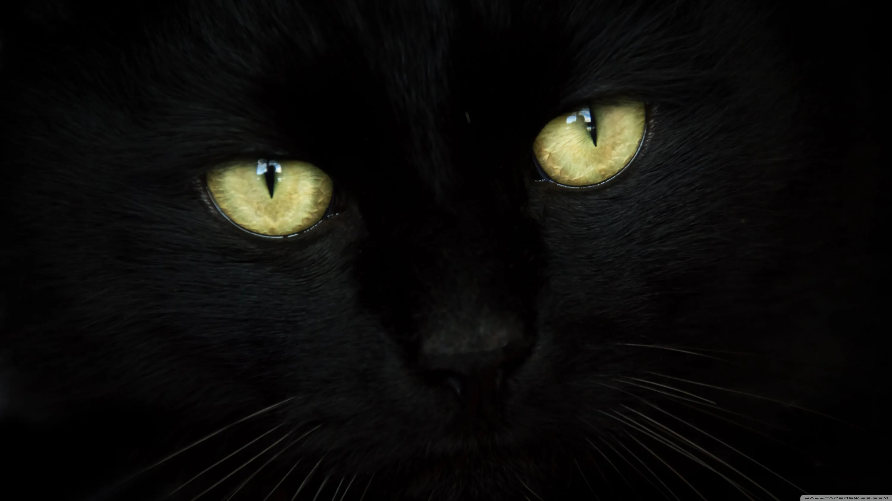 A softly painted black cat looks straight ahead, golden eyes bright and whiskers drawn as thin white strokes across the dark muzzle.