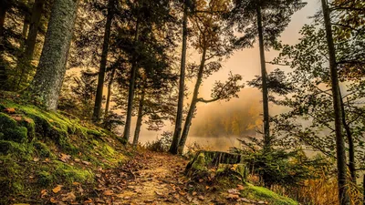 An autumn trail edges along a slope above hazy water at sundown, fallen leaves scattered over the roots and amber light glowing between dark trunks.