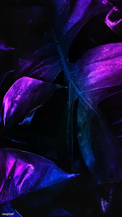 Broad leaves fill the frame in deep violet and teal, lit from one side so the veins and water spots stand out.