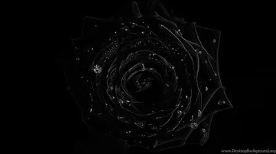 A rose drawn in thin silver light sits centred on pure black, its petals traced rather than filled.