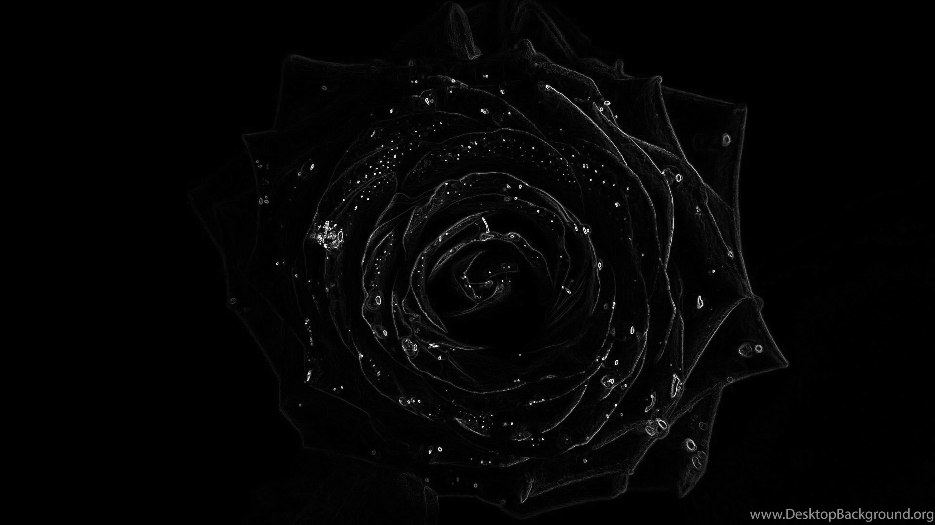 A rose drawn in thin silver light sits centred on pure black, its petals traced rather than filled.