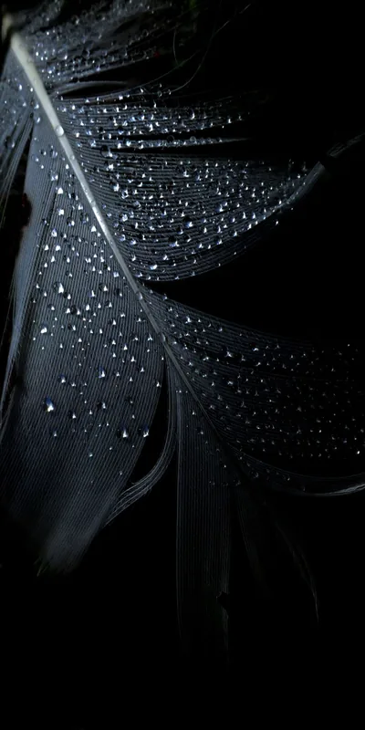 A single dark feather fills the frame, its shaft running top to bottom with water beads clinging along the upper barbs.