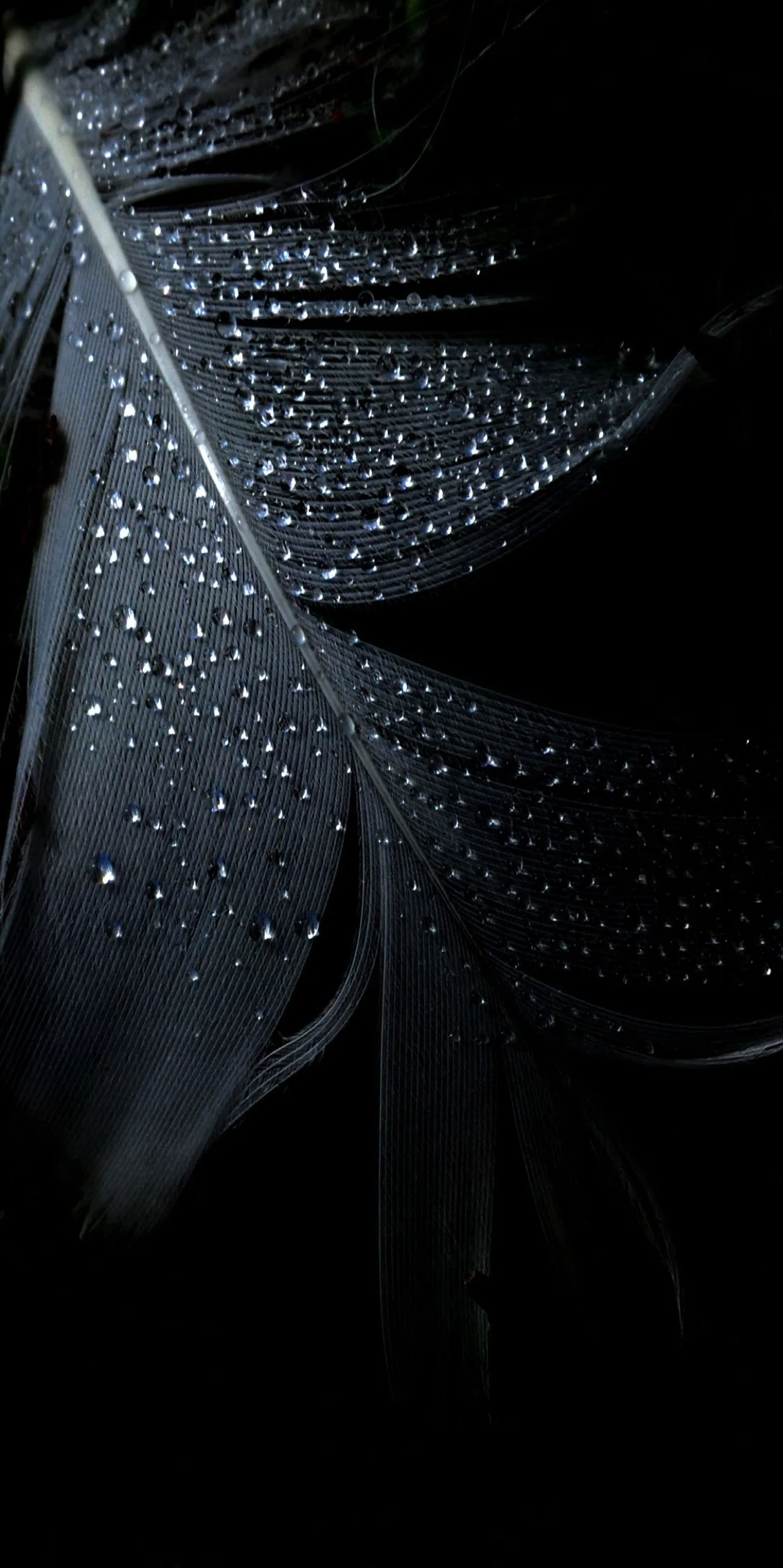 A single dark feather fills the frame, its shaft running top to bottom with water beads clinging along the upper barbs.
