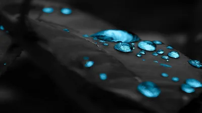 Beads of water sit along a dark leaf blade, each one glowing turquoise while the rest of the shot stays grey and unlit.