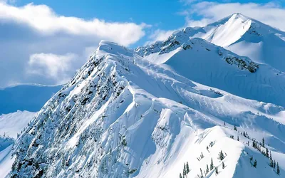 Untracked snow loads a sharp double ridgeline under a bright blue sky, cornices curling over the slopes with only a few firs breaking the white.
