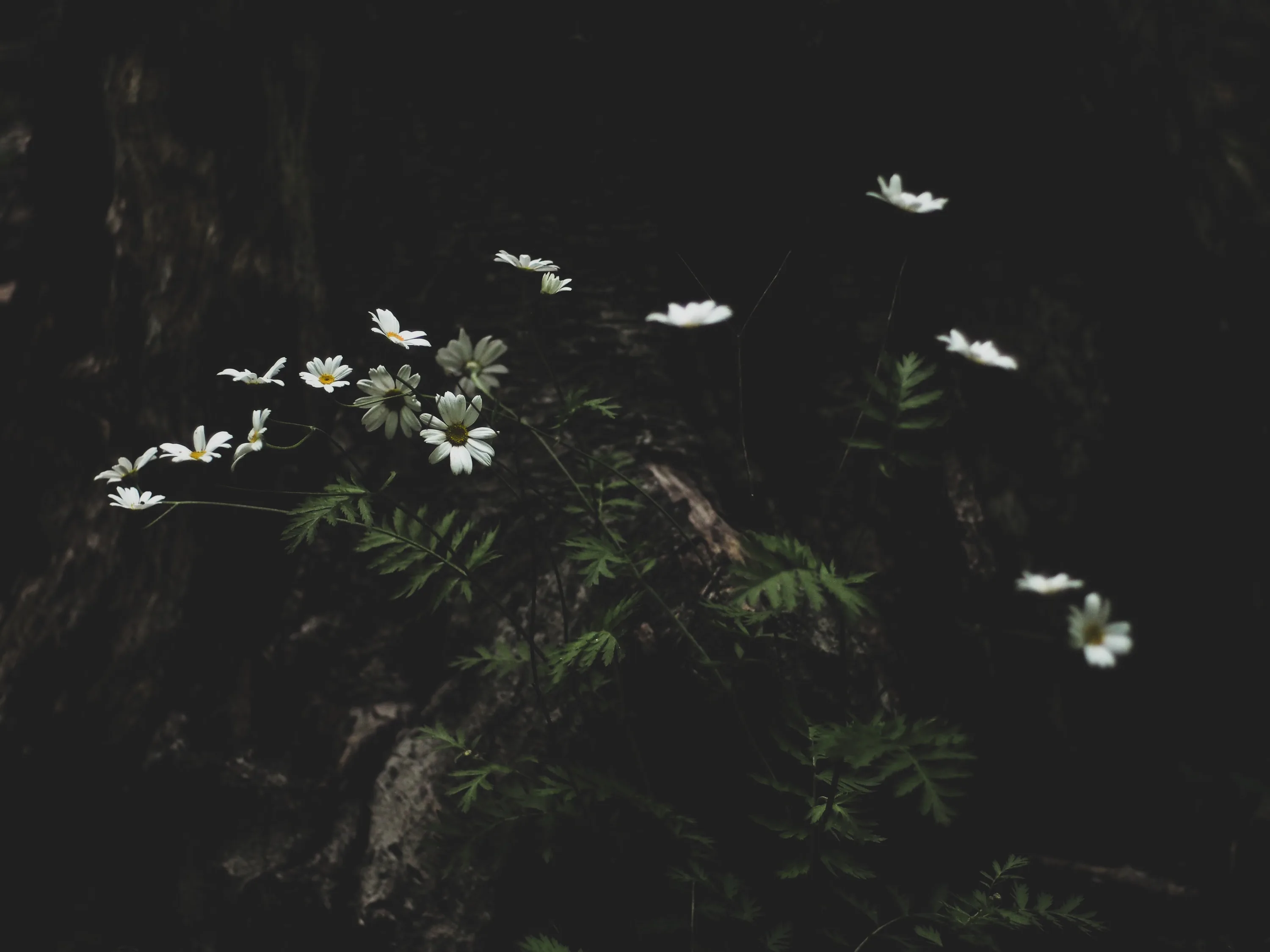 A few white blooms and fern fronds catch light on a mossy rock, the forest around them almost entirely in shadow.