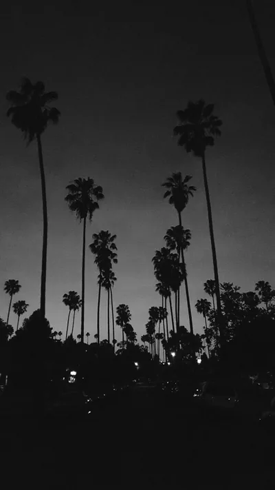 Slim palms rise from a dark treeline into a pale monochrome sky, a few street lights glowing low between the trunks.