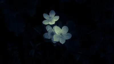 Two small five-petalled blooms glow faint blue-white in the centre of an almost entirely black frame.