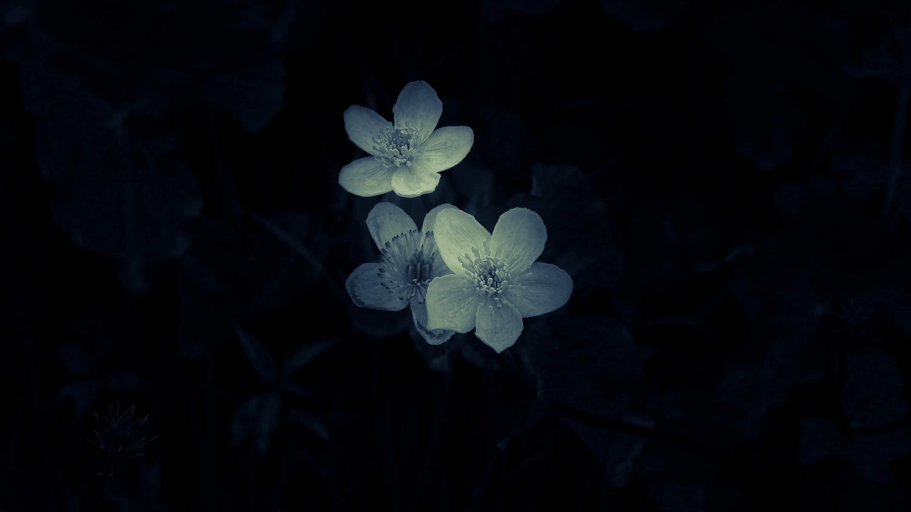Two small five-petalled blooms glow faint blue-white in the centre of an almost entirely black frame.