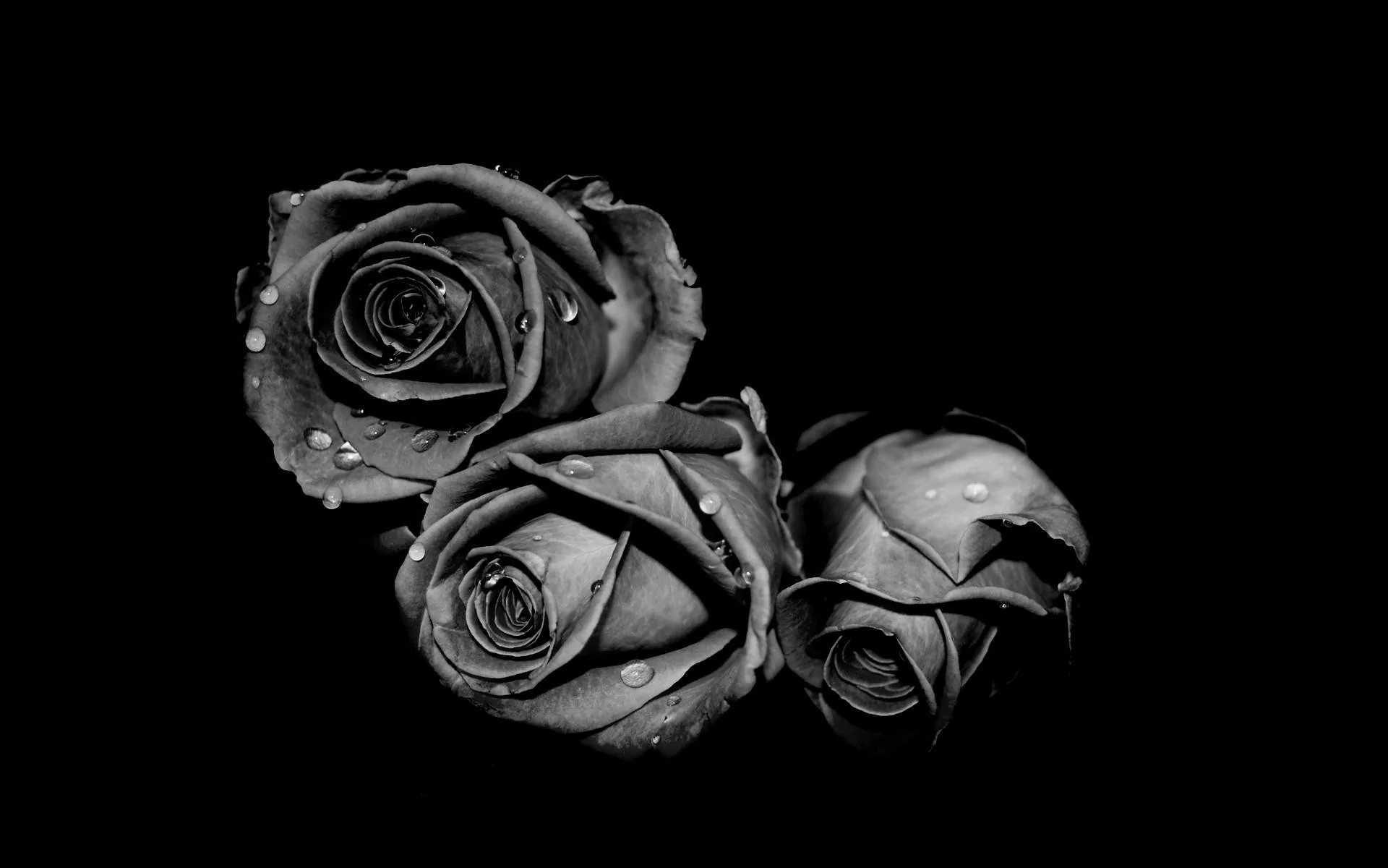 Three roses cluster together with water drops on their petals, shot in black and white against solid black.