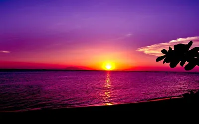 A small yellow sun sits on the horizon of a still purple sea, a cluster of leaves poking into the frame from the right edge.