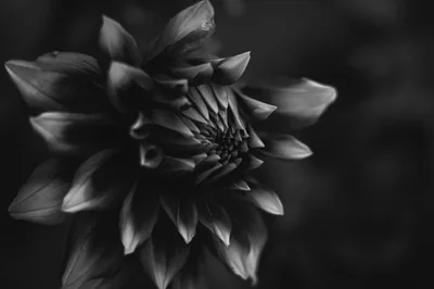 A single dahlia fills the left of the frame in soft grey monochrome, its pointed petals sharp at the tips and the background blurred to near black.