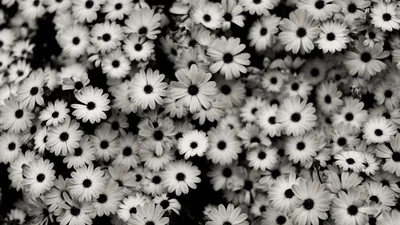 Dozens of daisies fill the frame with no ground visible, dark centres punched out of white petals and the gaps between them nearly black.