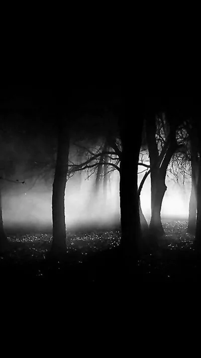 Bare trunks stand in fog, backlight pushing through the middle of the woods while the foreground trees read as flat silhouettes.