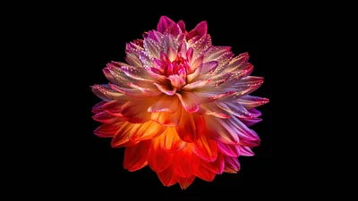 A dahlia burns from magenta tips to orange at its base, floating alone at the centre of a completely black background.