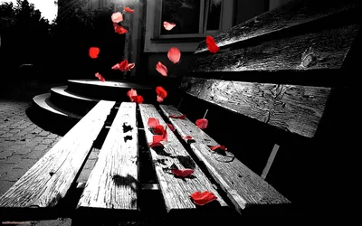 A weathered wooden bench and stone steps in greyscale, with red rose petals the only colour as they drop across the slats.