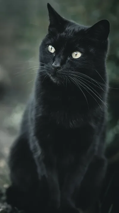 A black cat sits upright in a garden looking off to the left, green eyes catching daylight while the background blurs into muted greens.