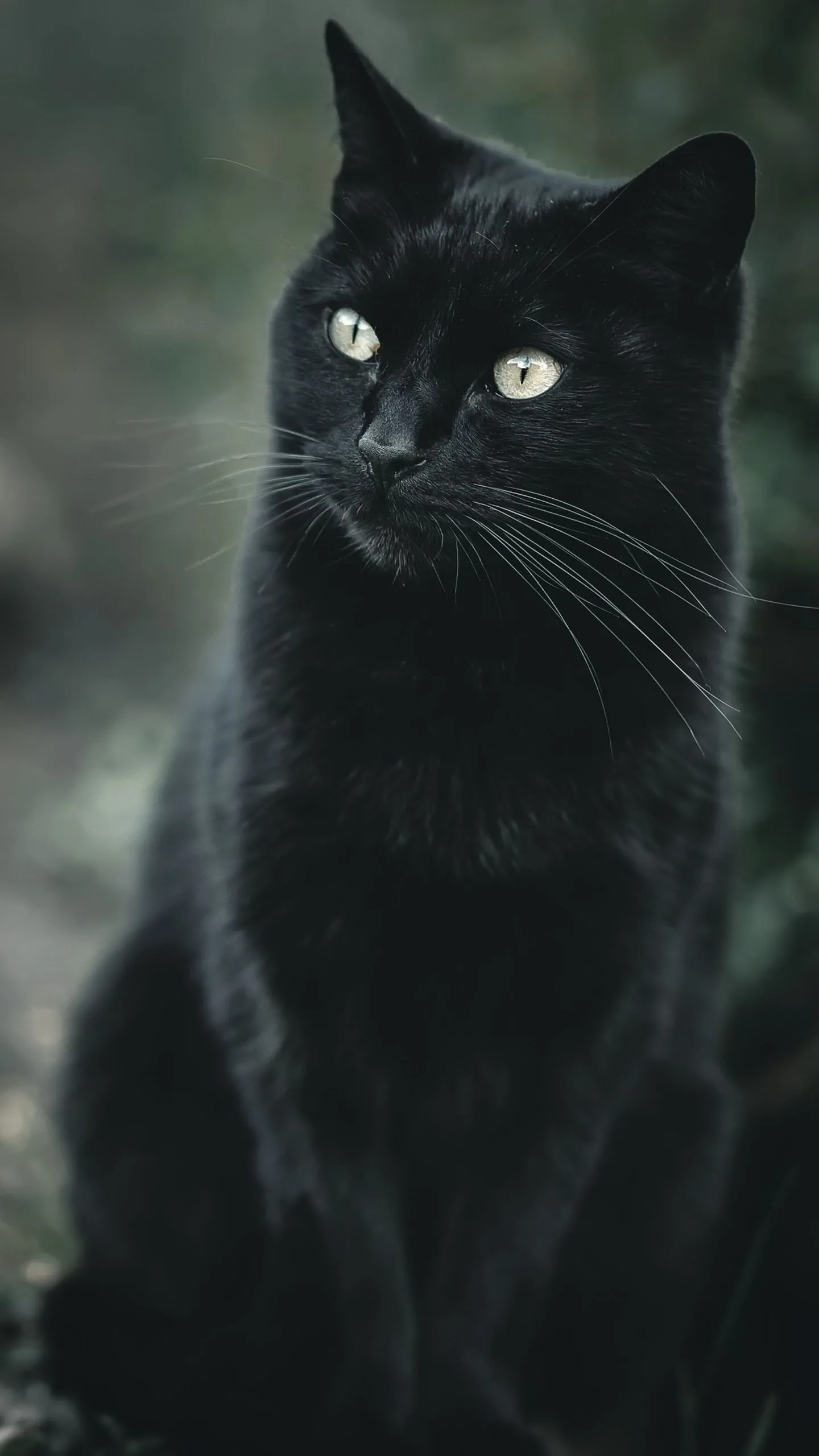 A black cat sits upright in a garden looking off to the left, green eyes catching daylight while the background blurs into muted greens.