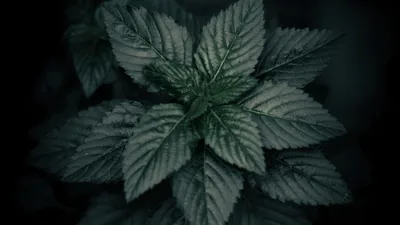 A leafy plant shot straight down, its veined leaves fanning out from the centre while the soil around it falls away into black.