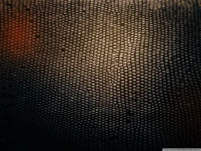 Tiny raised scales cover the whole wall in bronze and charcoal, a faint orange light bleeding in from the upper left corner.