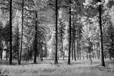 Bare pine trunks stand in rows over bright pale grass, the infrared treatment turning the foliage silver against a dark sky.
