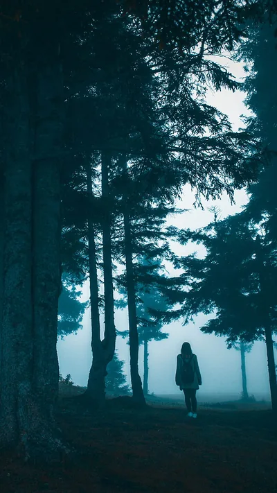 Tall pines fade into pale blue mist behind a walker on the forest floor, the brightest light breaking through at mid-frame right where the trees thin.