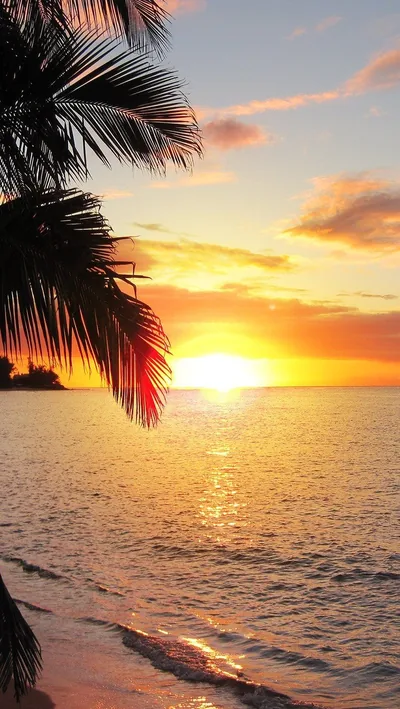 Backlit palm fronds hang over a bright sun setting into the sea, golden light bouncing off the surf below.
