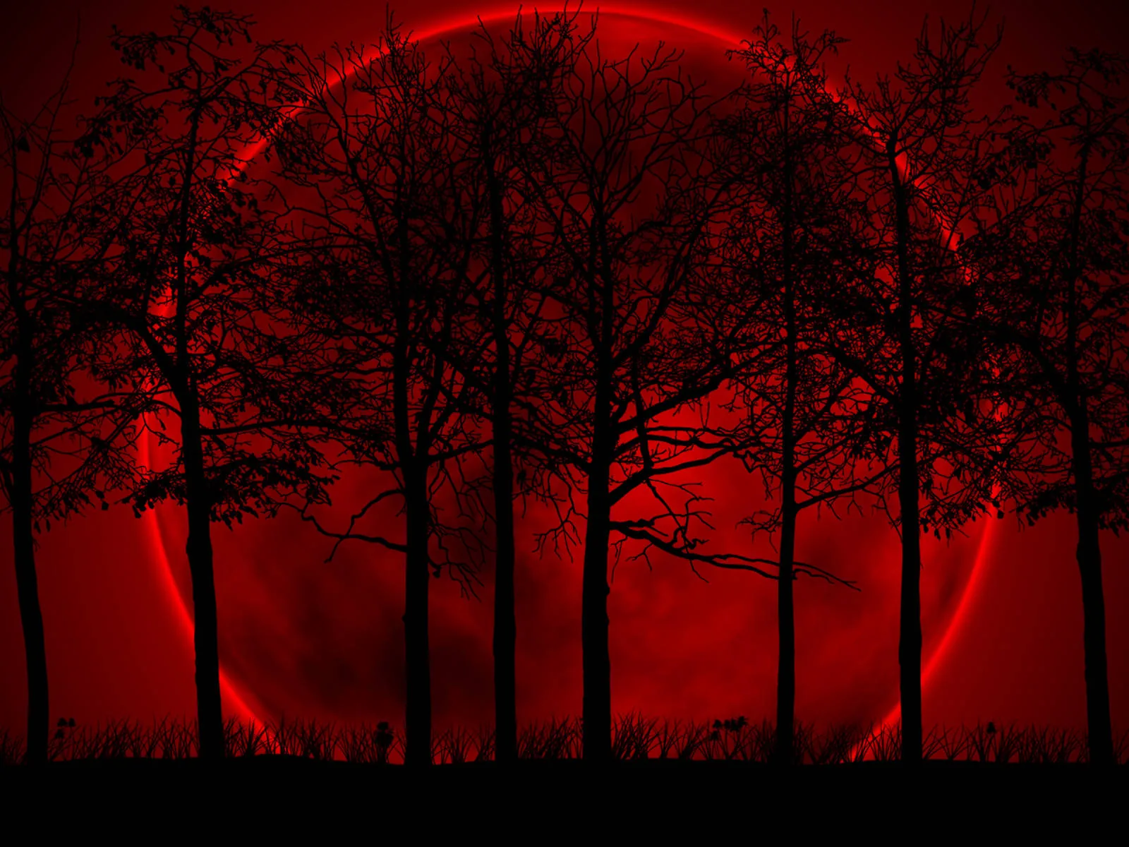 Silhouetted tree trunks stand against a huge red halo low on the horizon, the ground and treetops dropping into near-black.