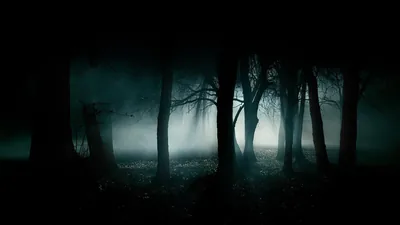 Bare trunks stand in silhouette against cold teal fog, the light pooling in the clearing behind them and never reaching the frame's edges.
