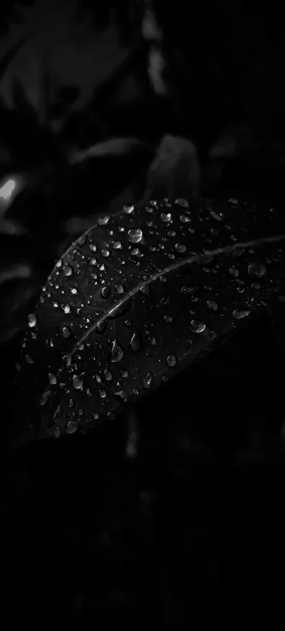 Water beads sit along a single leaf in near-black light, the background falling out of focus.