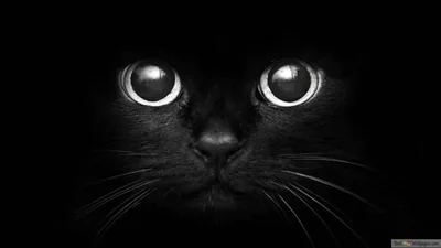 Extreme monochrome close-up of two enormous round eyes and a fan of whiskers, the fur around them sinking into pure black.