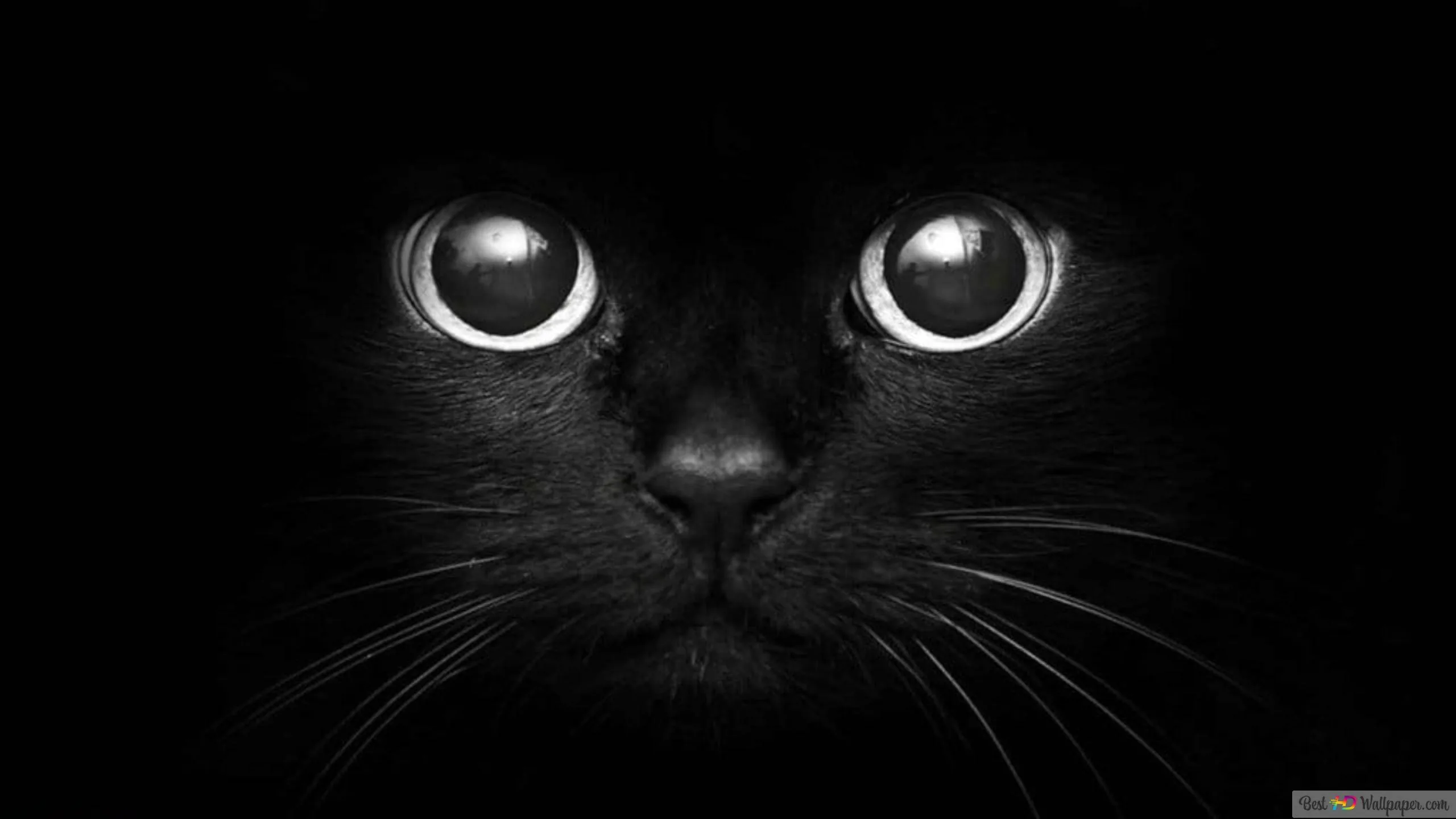 Extreme monochrome close-up of two enormous round eyes and a fan of whiskers, the fur around them sinking into pure black.