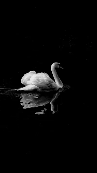 A single swan drifts through near-black water, its reflection breaking softly below and the rest of the frame in shadow.