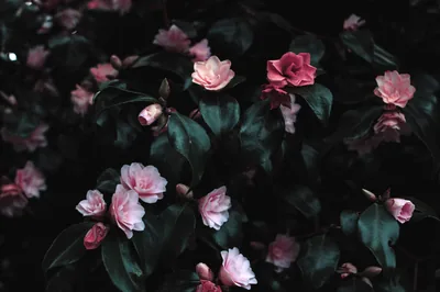 Small pink flowers scatter across a thicket of deep green leaves, the light dropping off toward the corners of the frame.