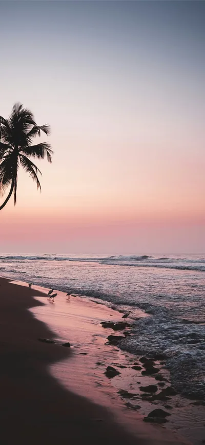 A single palm leans in from the left over a pastel pink shoreline, the right half of the sky left open and uncluttered.