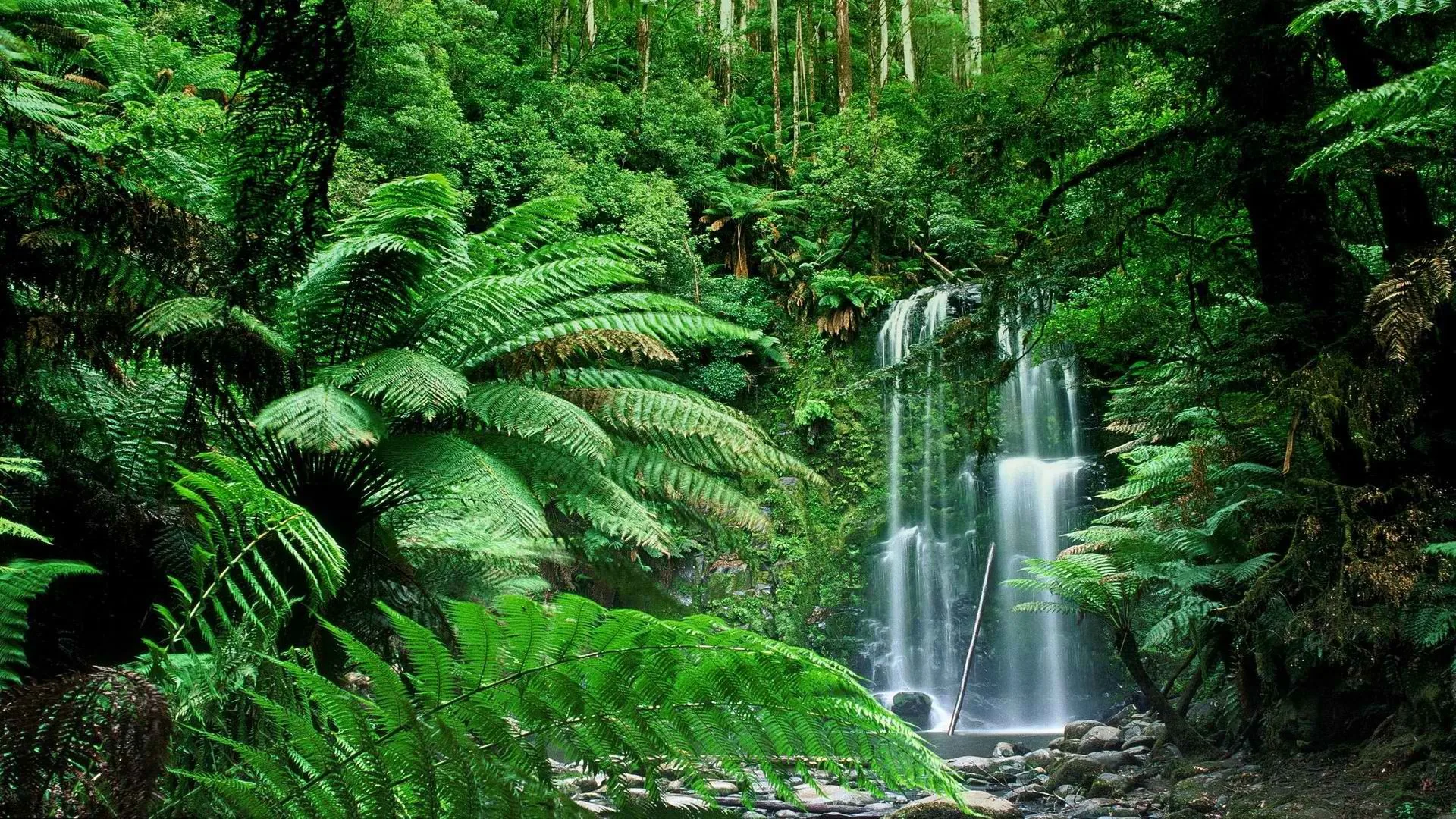 A waterfall spills over a dark rock ledge into a bouldered stream, tree-fern fronds fanning across the left half of the frame.
