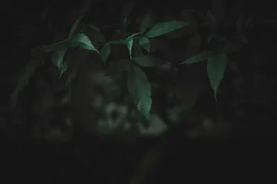 A few dim green leaves reach in across the upper half while the rest of the frame sinks to near black, ideal for OLED desktops.