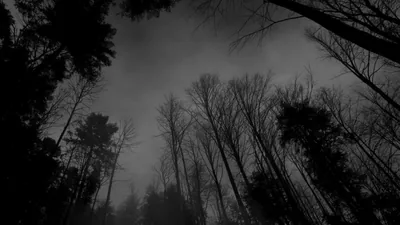 Thin bare trunks lean in from both sides toward a pale winter sky, the whole scene close to monochrome.