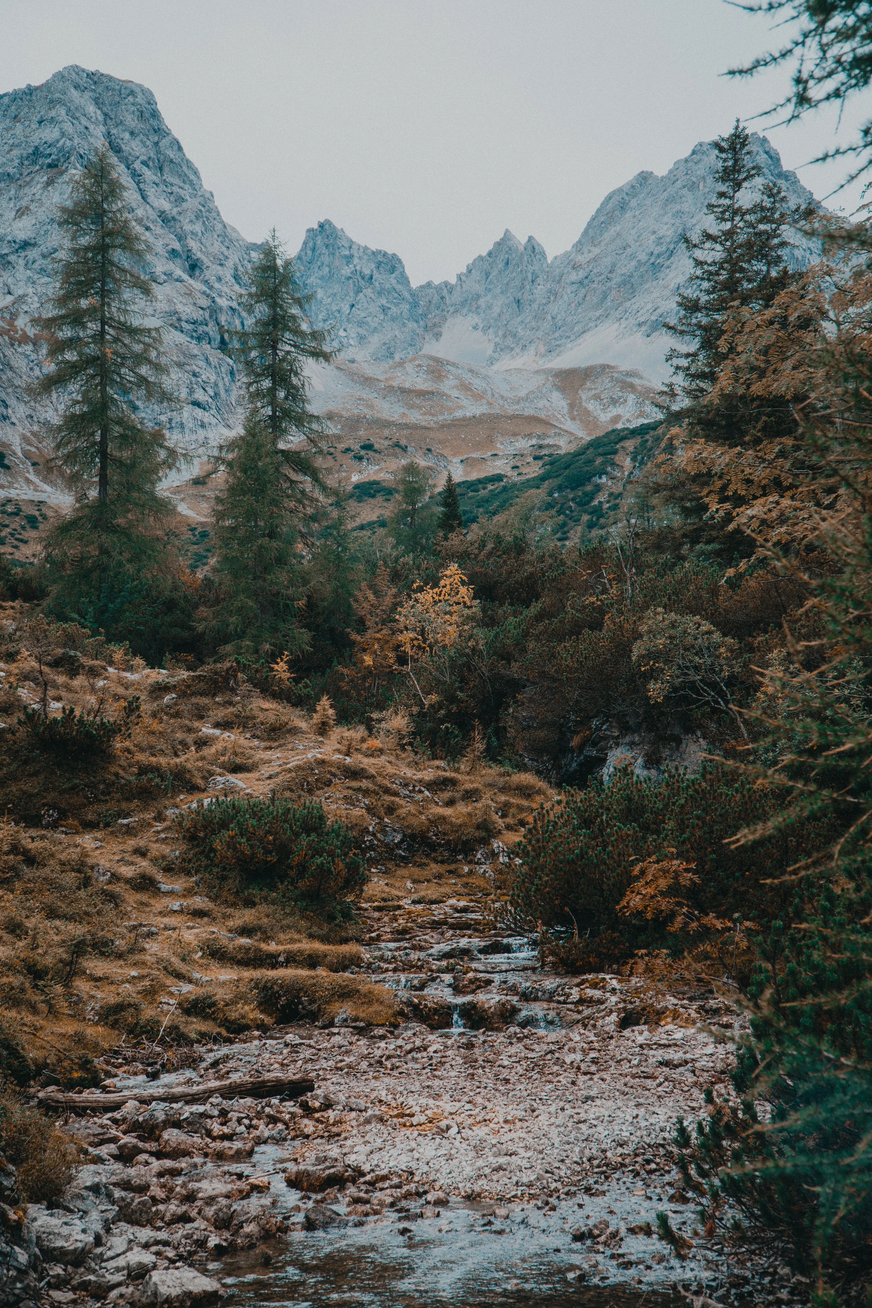 A shallow rocky creek runs between rust-coloured shrubs and scattered pines toward misty limestone crags, warm foreground tones set against cold grey peaks.